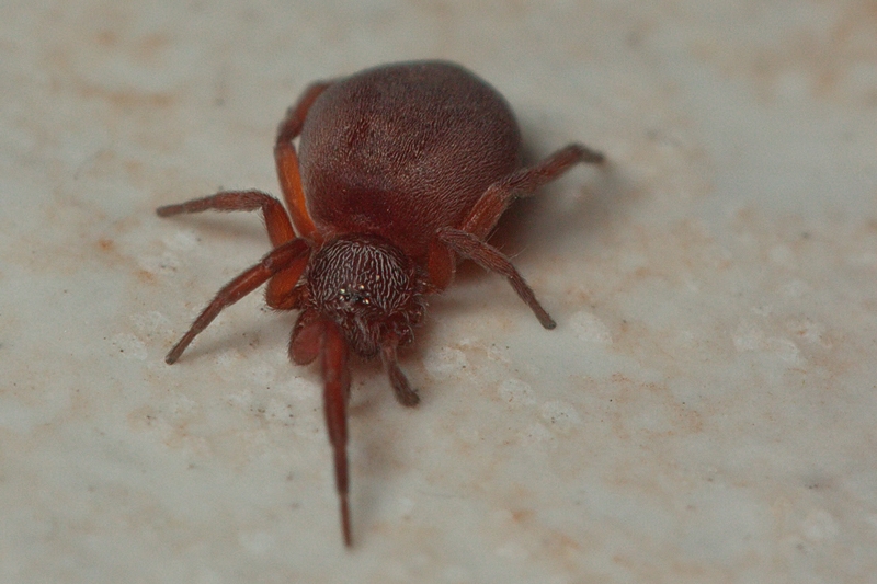 Prodidomus cfr. amaranthinus - Malta